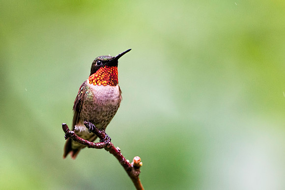 Ruby-throated Hummingbird in Rain