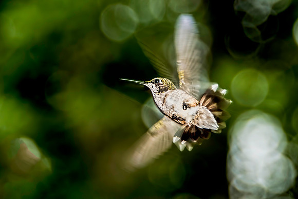 Female Ruby-throated Hummingbird in Flight 4