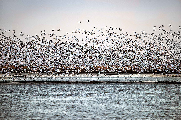 Snow Geese Blast Off