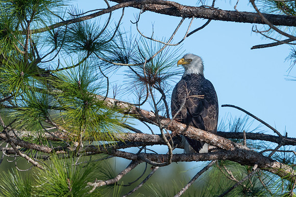 Eagle