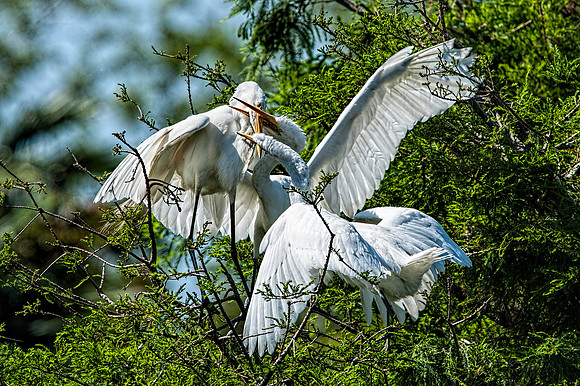 Great Egret Feeding Frency