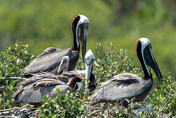 Pelicans with Chick on Pelican Island