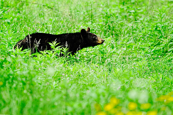 Female Black Bear