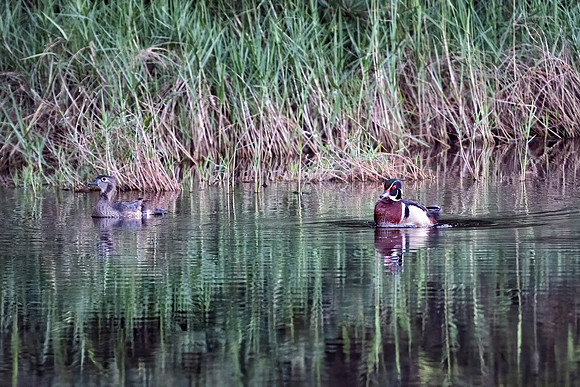 Wood Ducks
