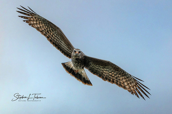 Snail Kite