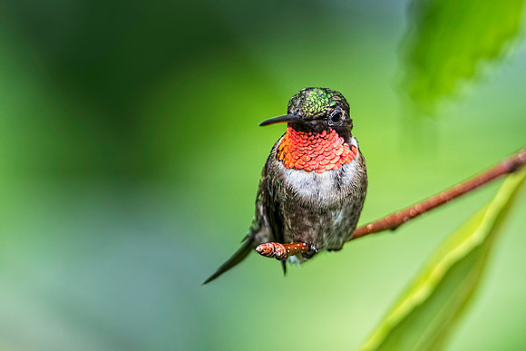 Male Ruby-throated Hummingbird