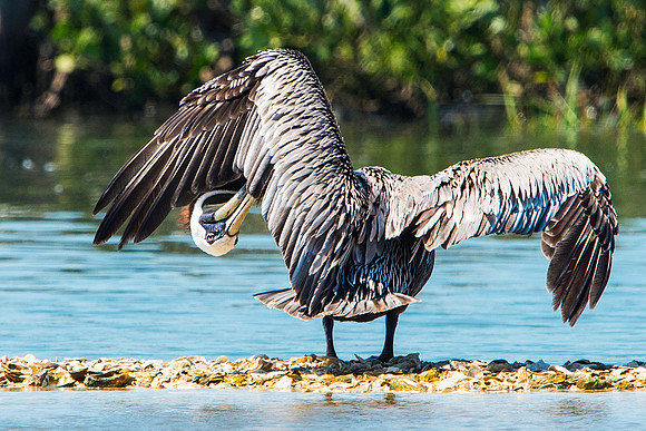 Pelican Preening
