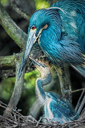 Tricolor Heron and Chick in Nest