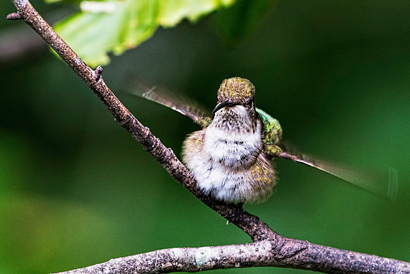 Female Ruby-throated Hummingbird Flapping Wings