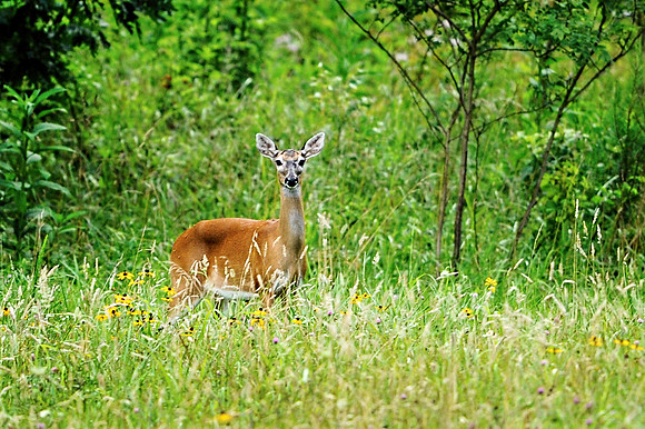White-tailed Deer at Cades Cove