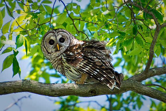 Barred Owl Behind House
