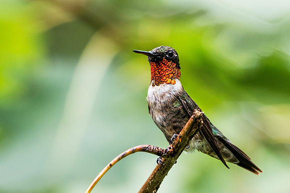 Male Ruby-throated Hummingbird