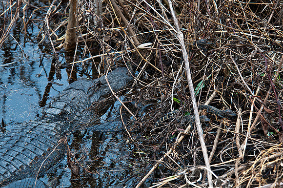 Mother and Three Baby Gators