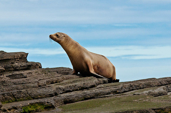 Sea Lion