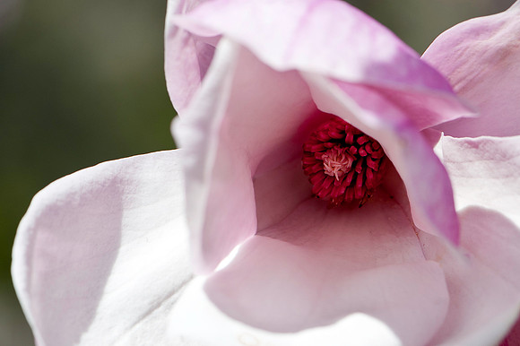 Tulip Tree Flower