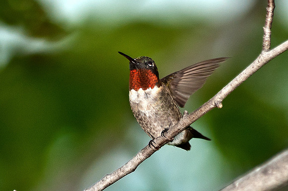 Ruby-throated Hummingbird