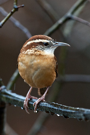 Carolina Wren