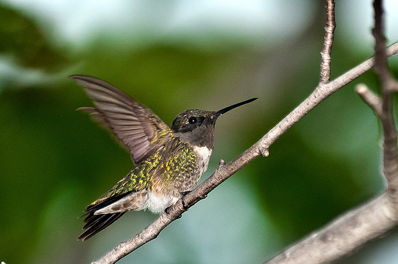 Ruby-throated Hummingbird