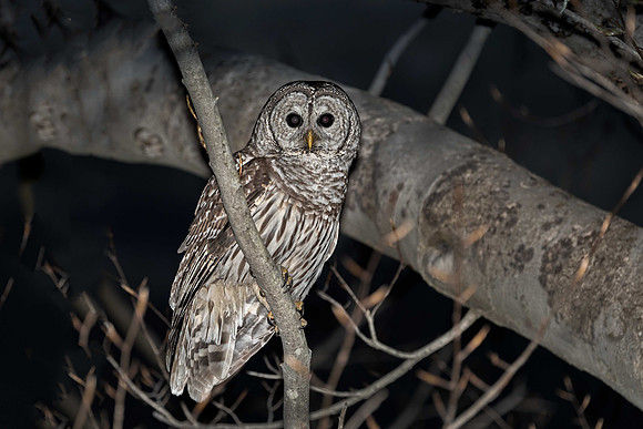 Barred Owl