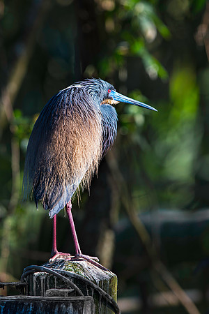 Tricolor Heron