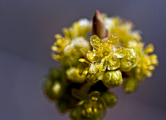 Spring Blooms