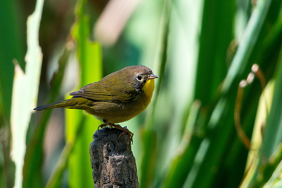 Common Yellowthroated Warbler 3