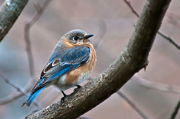 Bluebird