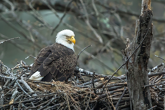 American Bald Eagle on Nest