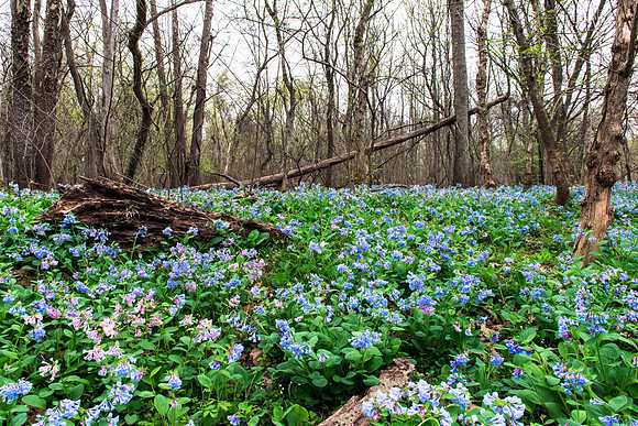 Bluebells at Merrimac Farm Wildlife Management Area