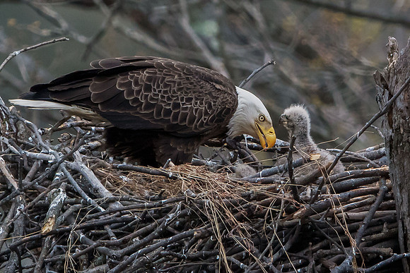 American Bald Eagle with Eaglet