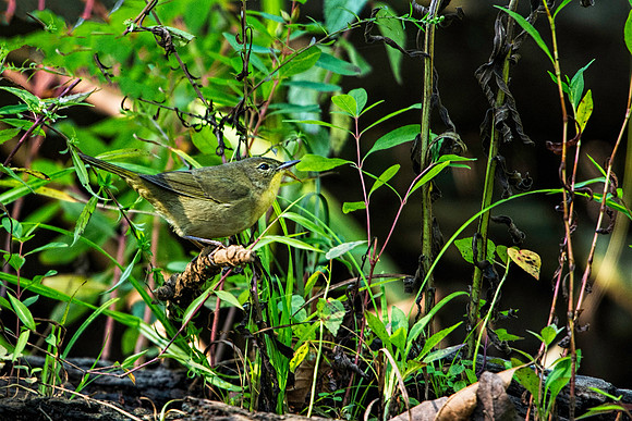 Common Yellowthroated Warbler