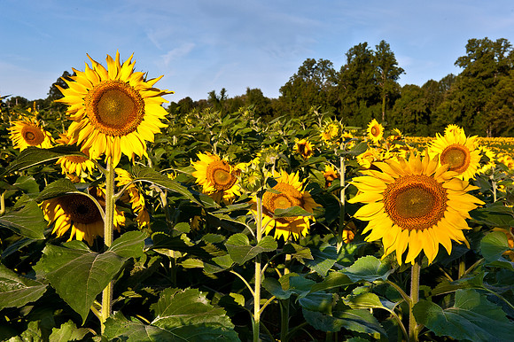 Sunflowers Early Sunrise