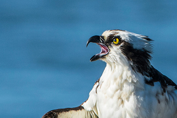 Screaming Female Osprey