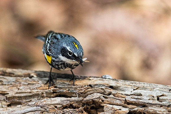 Yellow-rumped Warbler with Insect