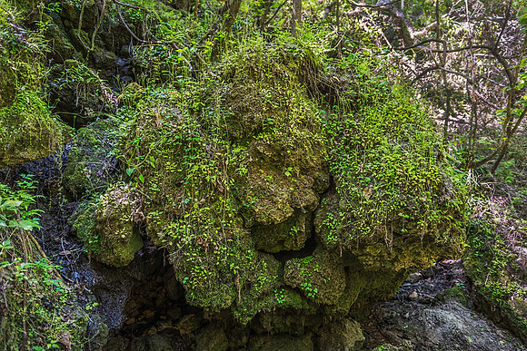 Devils Millhopper Geological State Park