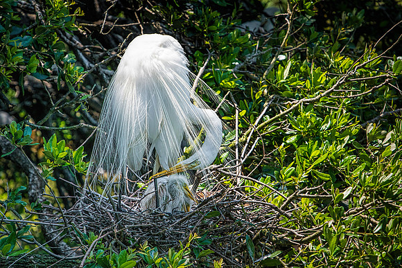 Great Egret Motherly Love