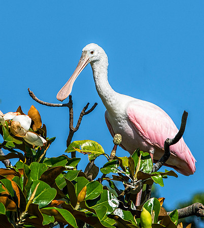 Immature Rosetta Spoonbill