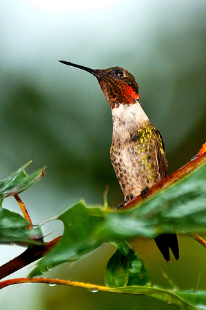 Ruby-throated Hummingbird Photographed during Hurricane Irene