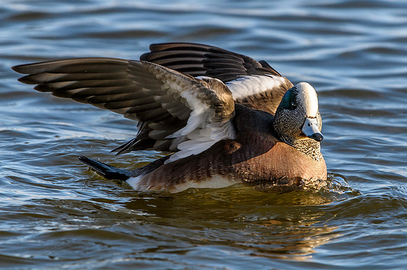 American Wigeon