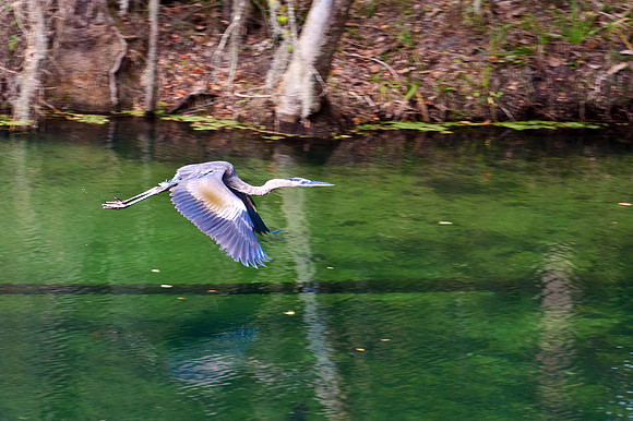 Blue Heron Flying