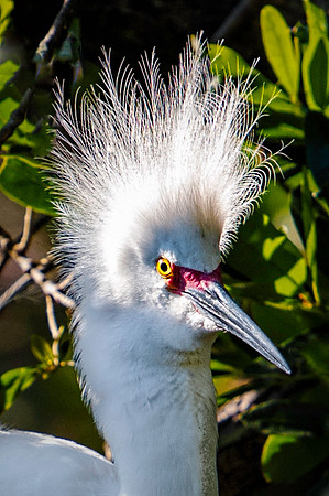 Snowy Egret Displaying His Crown
