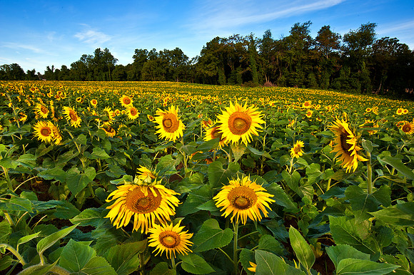Field of Sunflowers