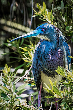 Tricolor Heron