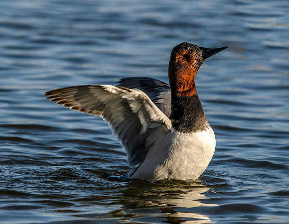 Canvasback Duck