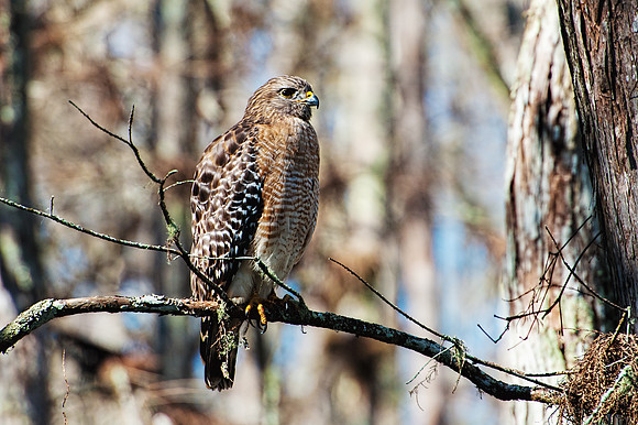 Red-shouldered Hawk