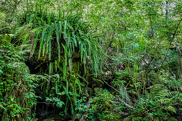 Devils Millhopper Geological State Park