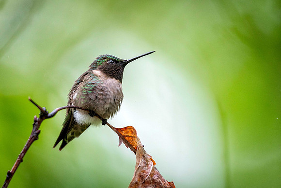 Ruby-throated Hummingbird
