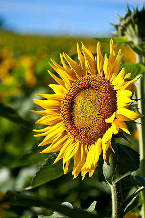 One of the Many Sunfolowers