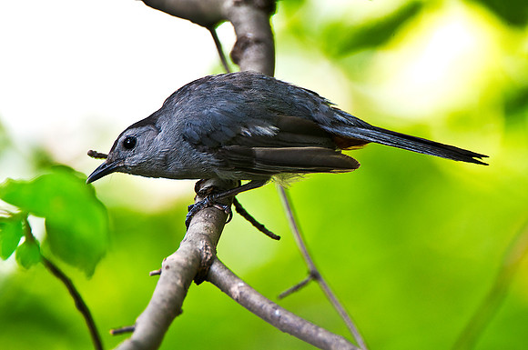 Catbird Ready to Pounce
