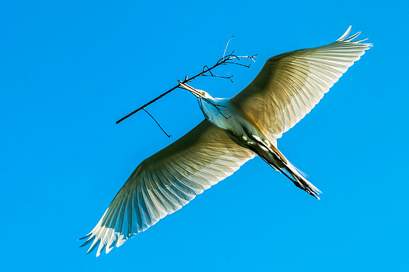 Great Egret in Flight with Nesting Material